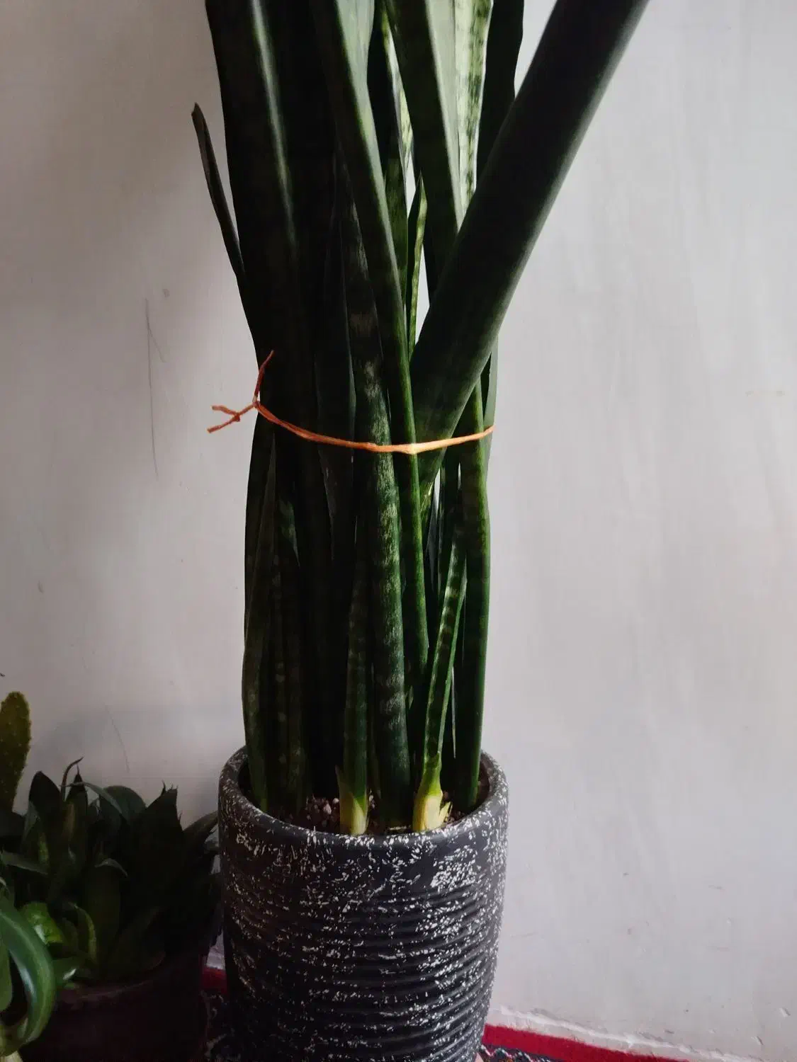 گل سانسوریا سالم وسرحال|گل و گیاه طبیعی|اردبیل, |دیوار