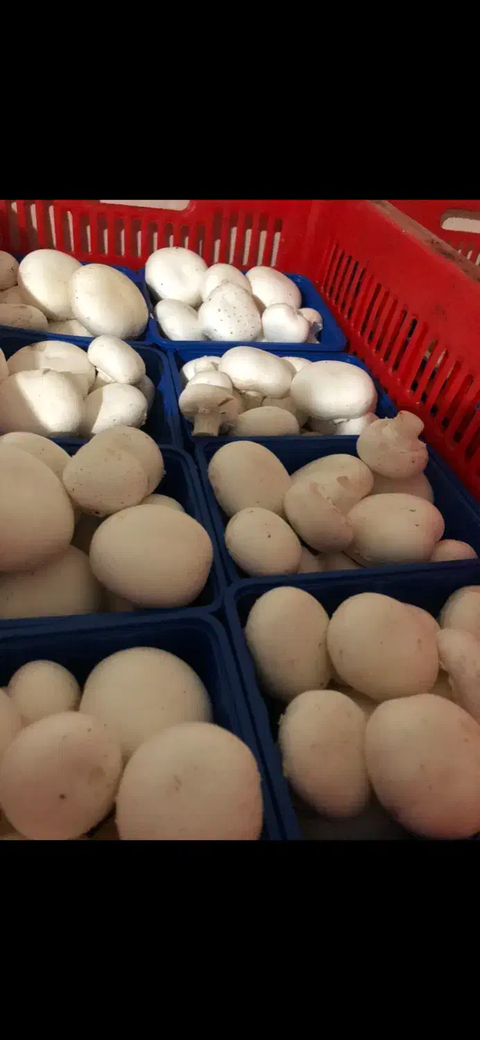 کارگر کارخانه قارچ|استخدام صنعتی، فنی، مهندسی|رینه, |دیوار