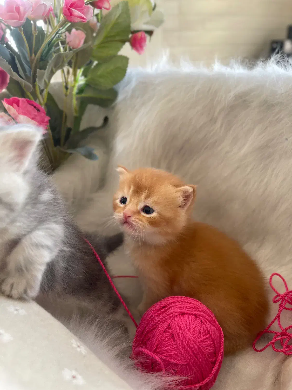 بر یتیشهای دو‌ماهه طلایی|گربه|تهران, بهاران|دیوار