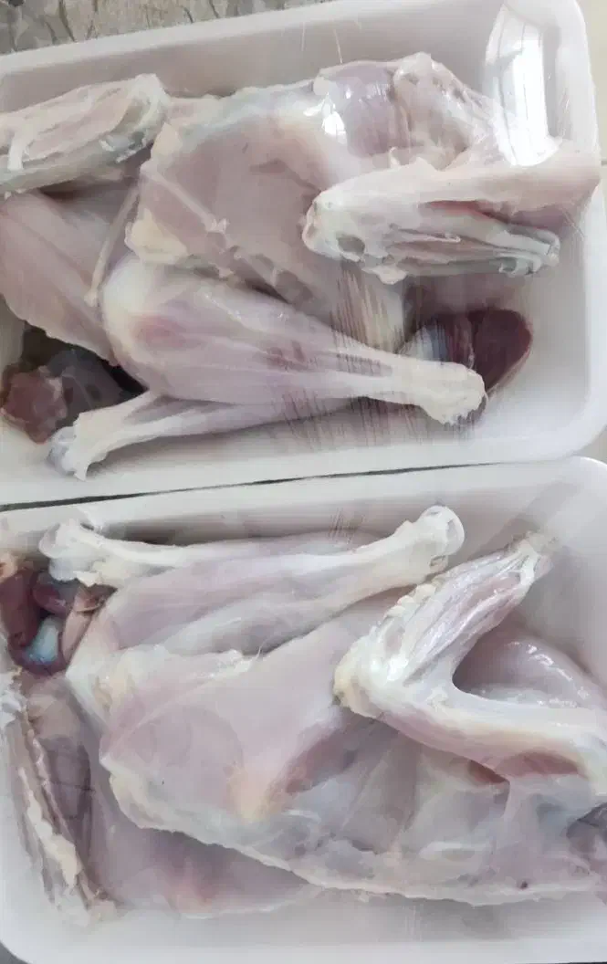 مرغ و خروس محلی|حیوانات مزرعه|شیراز, عادل آباد|دیوار