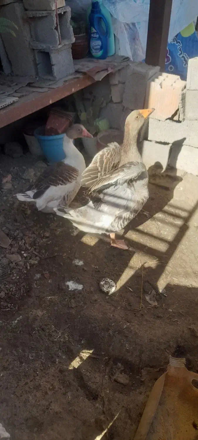 دو عددغاز نر و ماده ۲ ساله|حیوانات مزرعه|قائم‌شهر, |دیوار