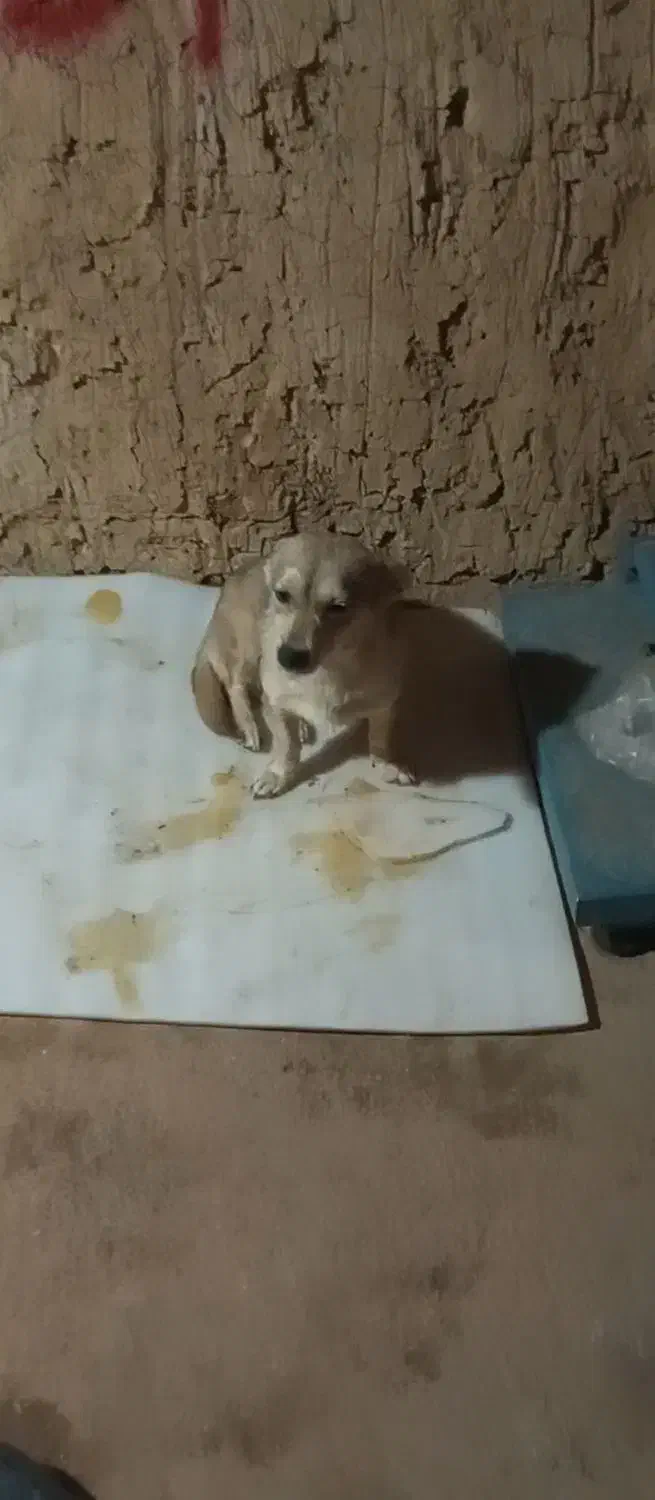 سگ خانگی فروشی خوشگل و حرف گوش کن|سگ|یاسوج, |دیوار