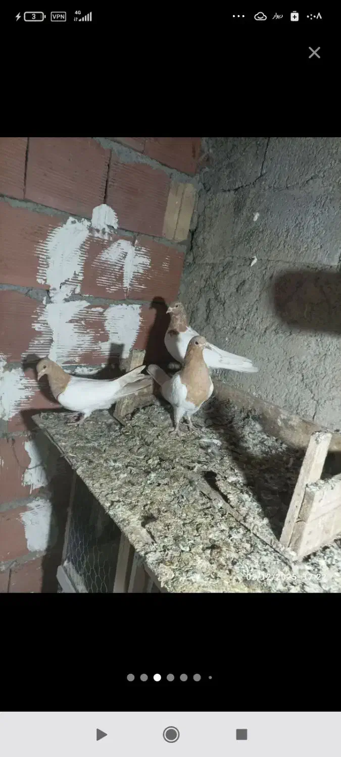 گمشده هرکسی گرفته خریدارم|حیوانات|اردبیل, |دیوار