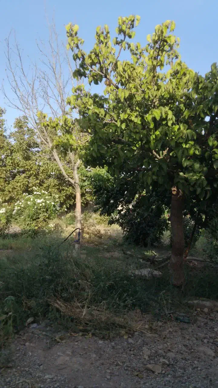 باغ در منطقه زیبادشت محمدشهر|فروش زمین و ملک کلنگی|محمدشهر, زیبادشت|دیوار