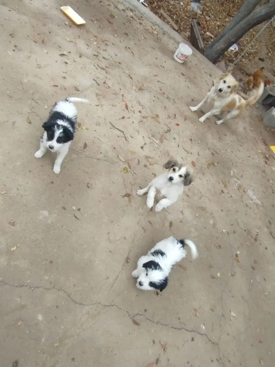 واگذاری توله سگ پاکوتاه خوشگل و با استعداد|سگ|دشتابی, |دیوار