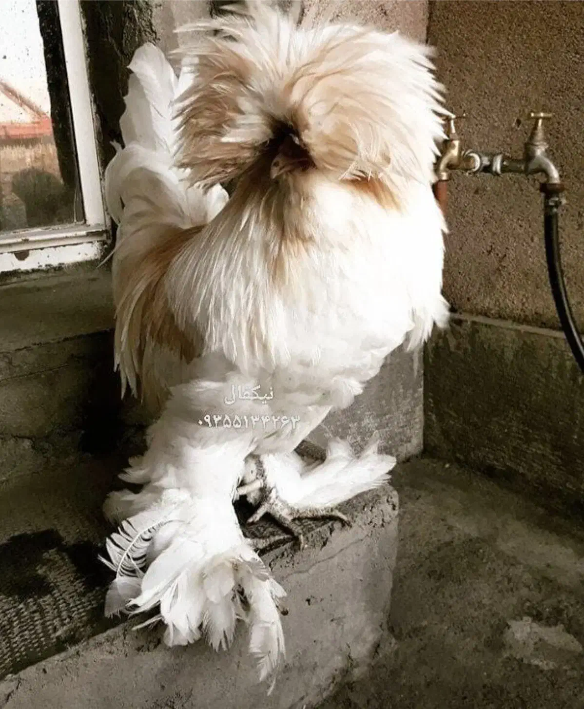 مرغ سلطان آذری|حیوانات مزرعه|تبریز, |دیوار