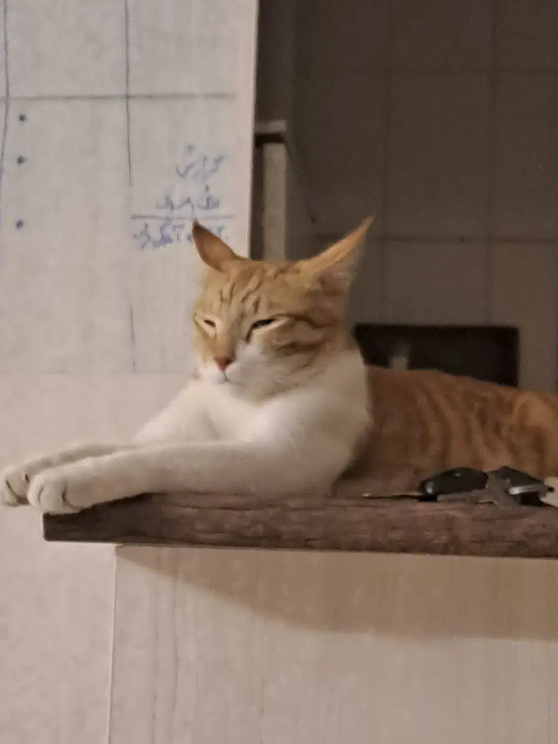 واگذاری گربه|گربه|قزوین, |دیوار