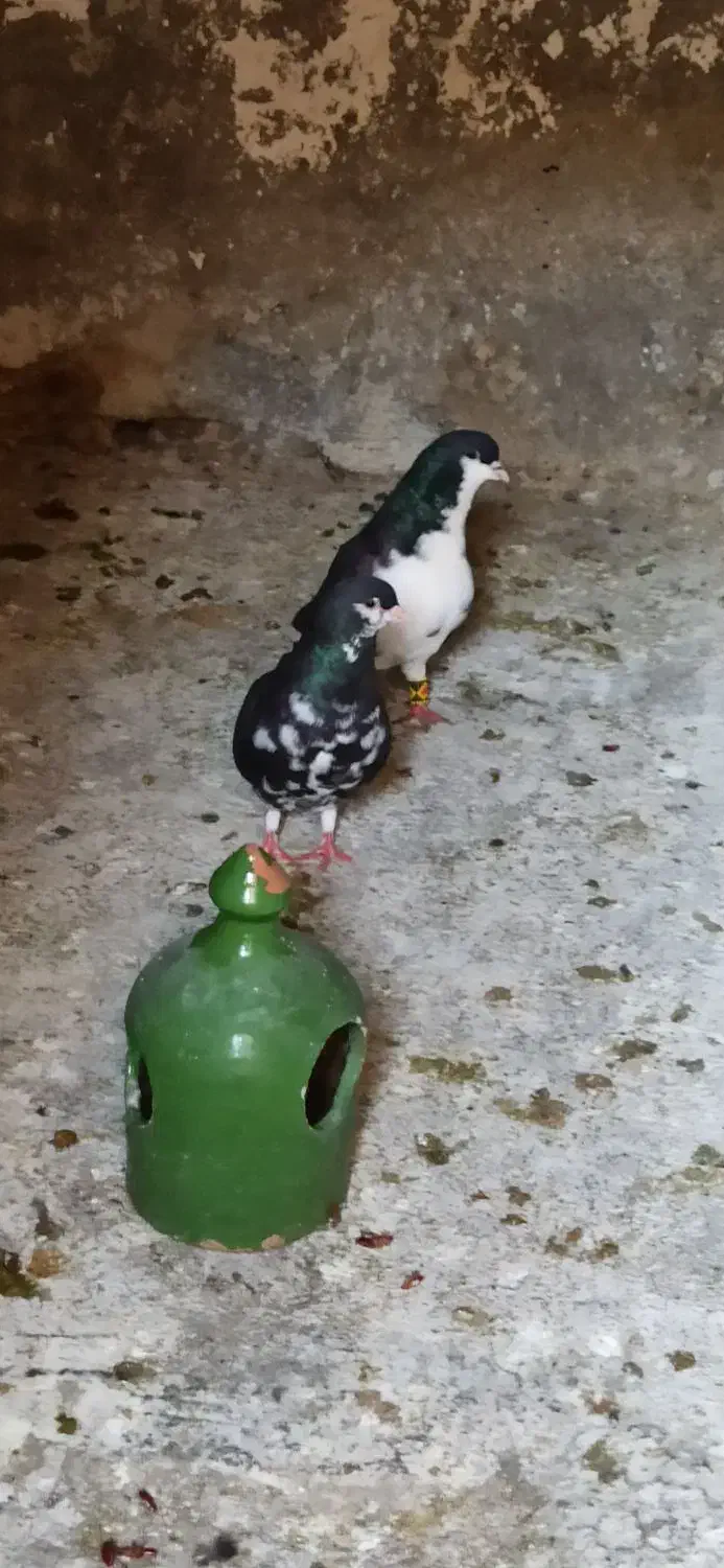 جفت شهری سیاه با جوجه|پرنده|شیراز, آبیاری|دیوار