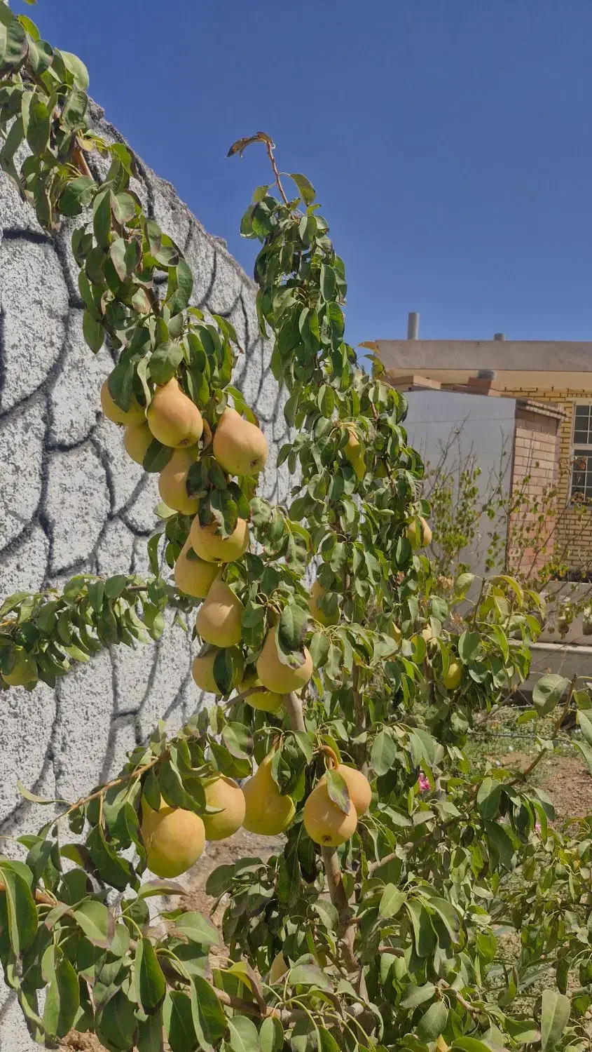 فروش فوری باغ|فروش خانه و ویلا|شاهینشهر, گزبرخوار|دیوار