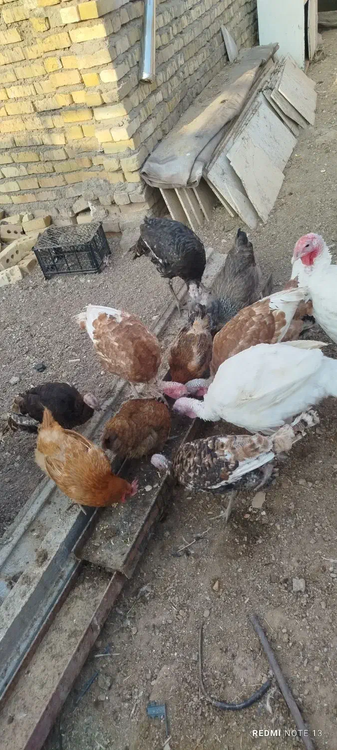 بوقلمون، مرغ، خرگوش لوپ اصل|حیوانات مزرعه|خواف, |دیوار