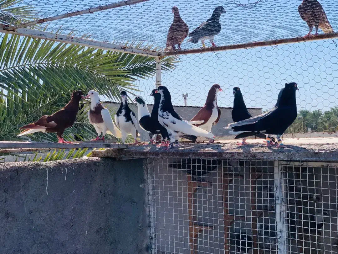 کبوتر رنگ|پرنده|آبپخش, |دیوار