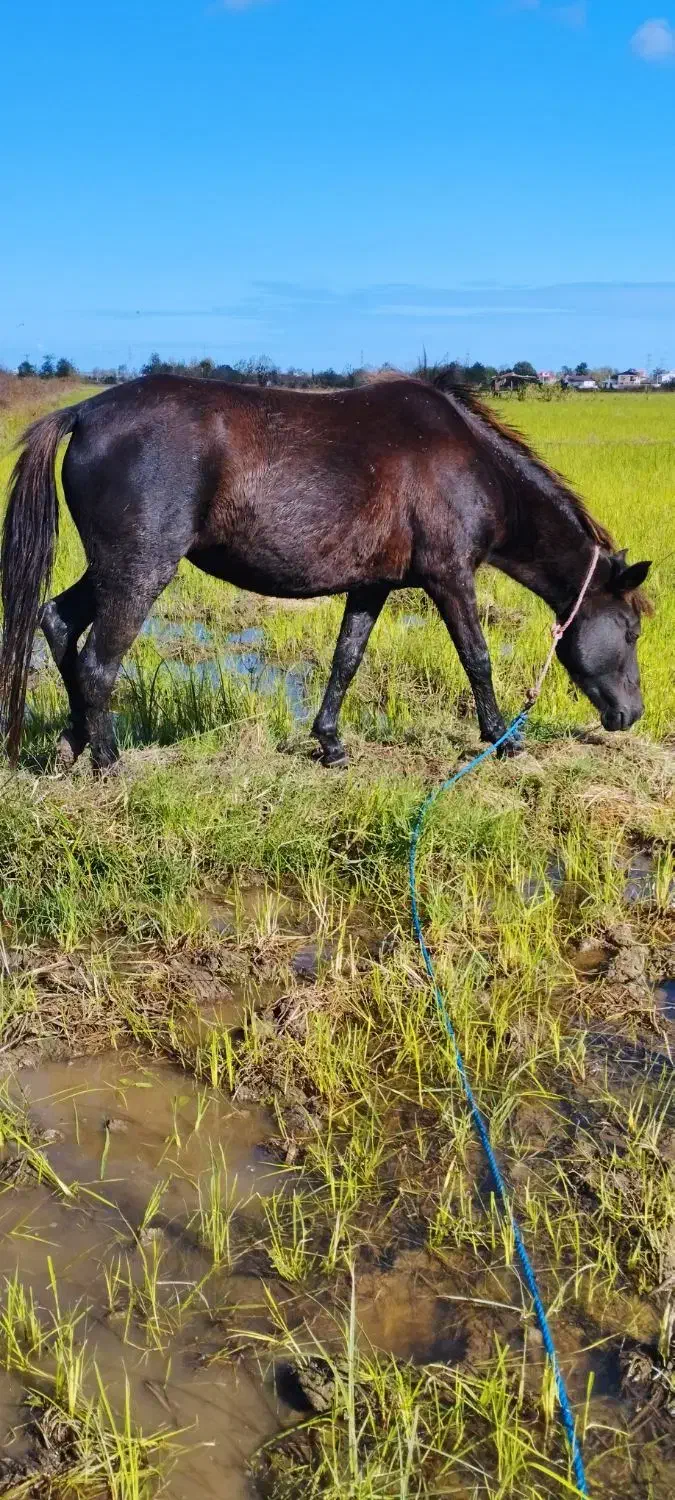 مادیان مشکی آبستن 5سال|اسب و تجهیزات اسبسواری|پرهسر, |دیوار