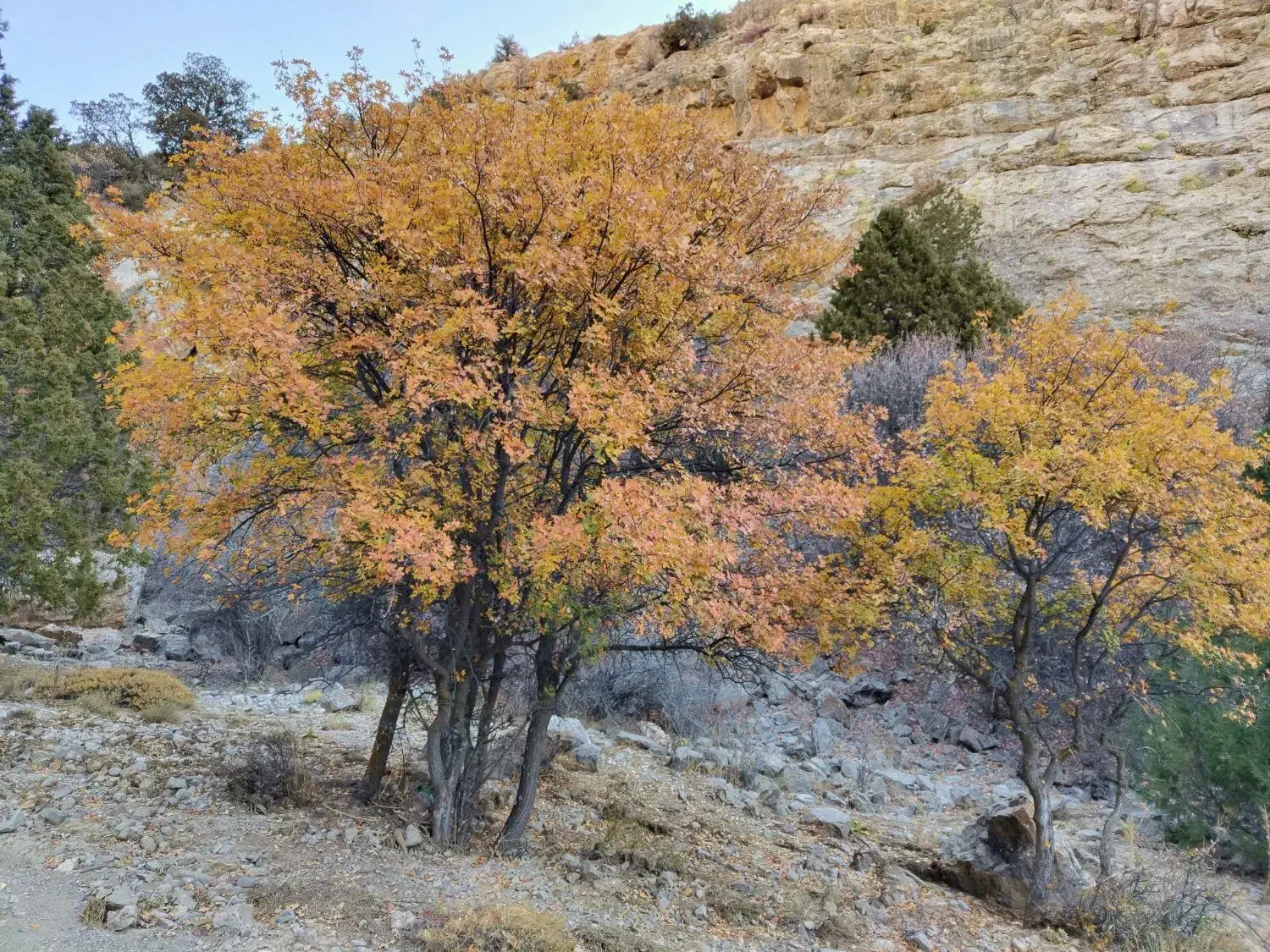 در حاشیه توحید|فروش آپارتمان|شیروان (خراسان), |دیوار