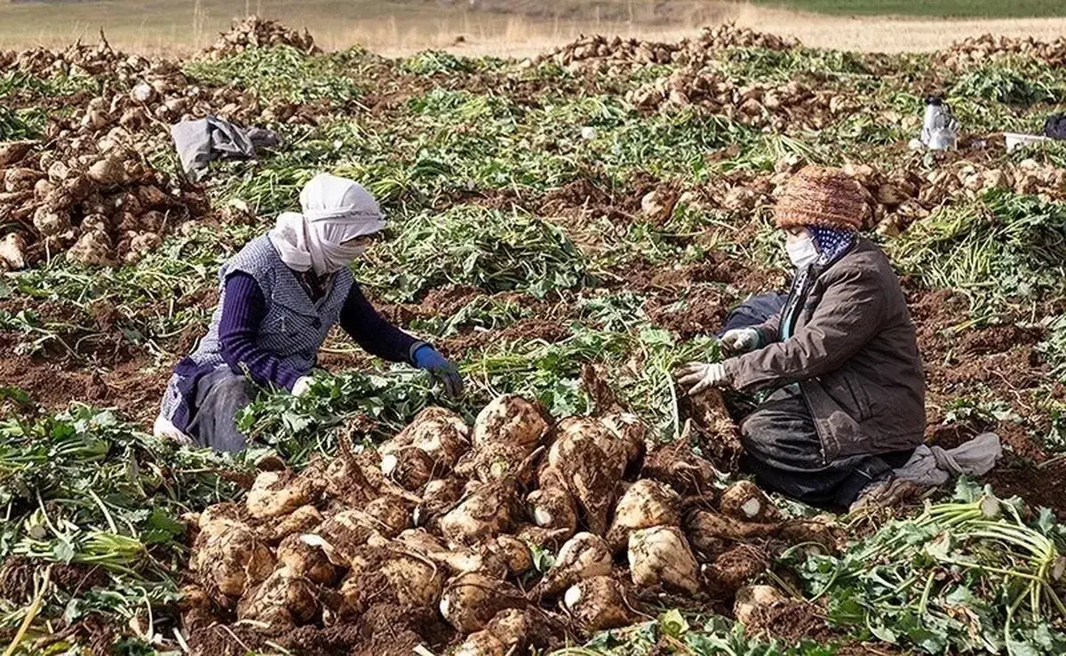 چغندر قندجوین|خدمات باغبانی و درختکاری|نیشابور, شهرک فیروزه|دیوار