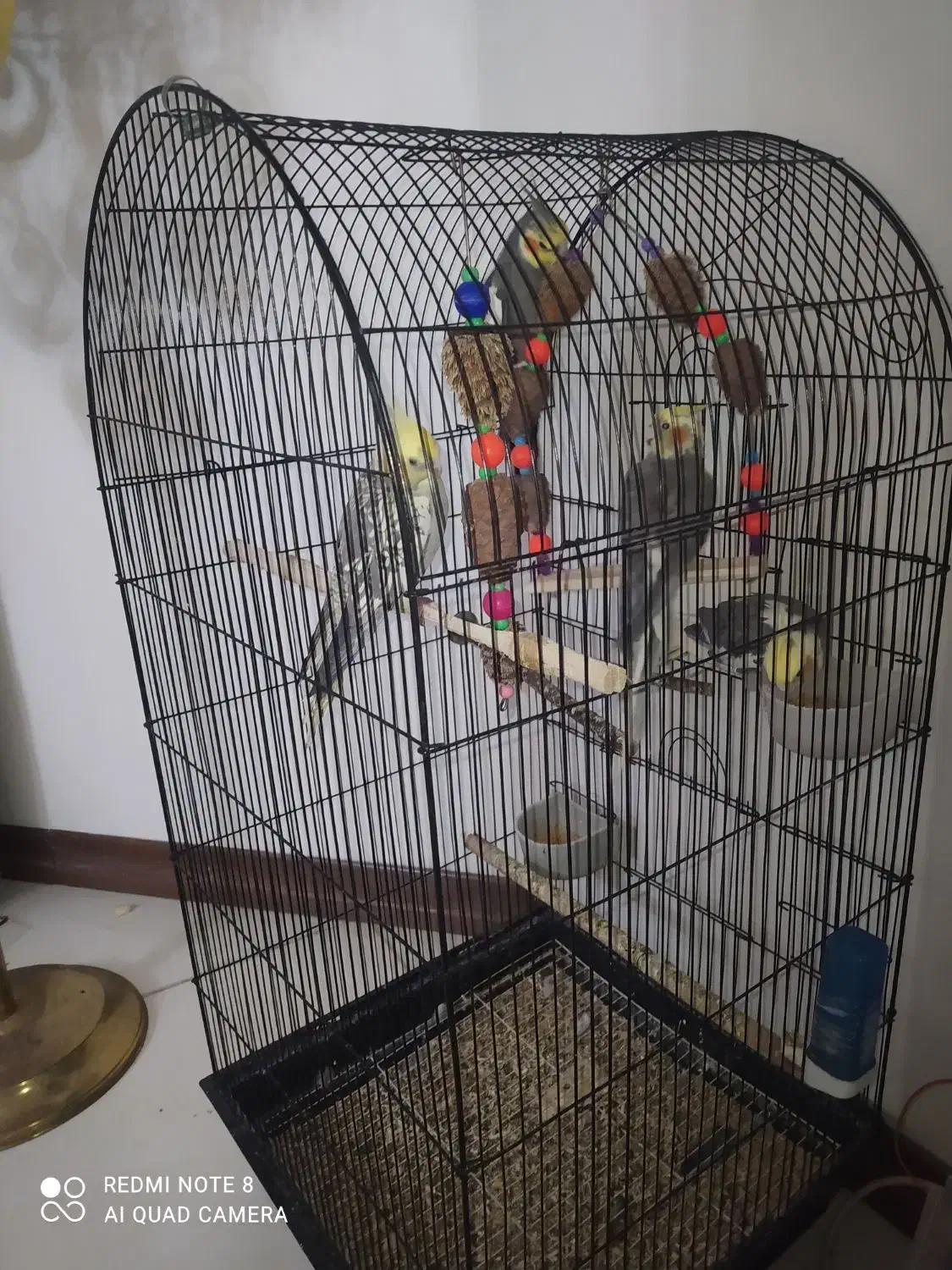 عروس هلندی|پرنده|صباشهر, |دیوار