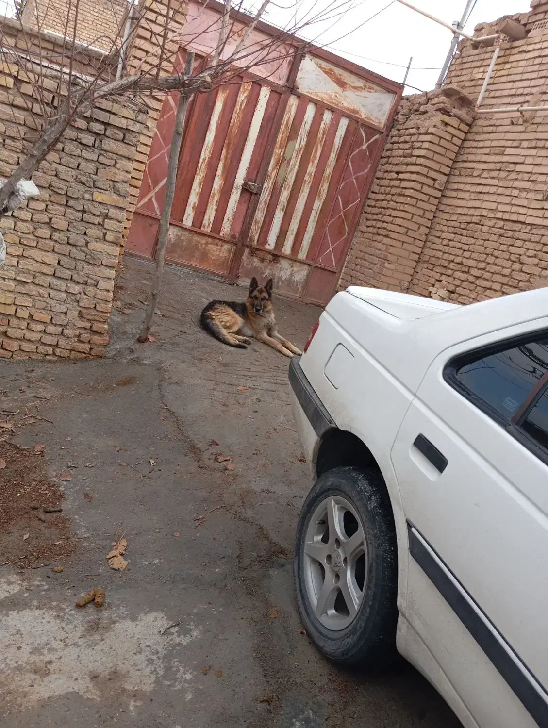 سگ ژرمن شپرد نر|سگ|بروجن, |دیوار