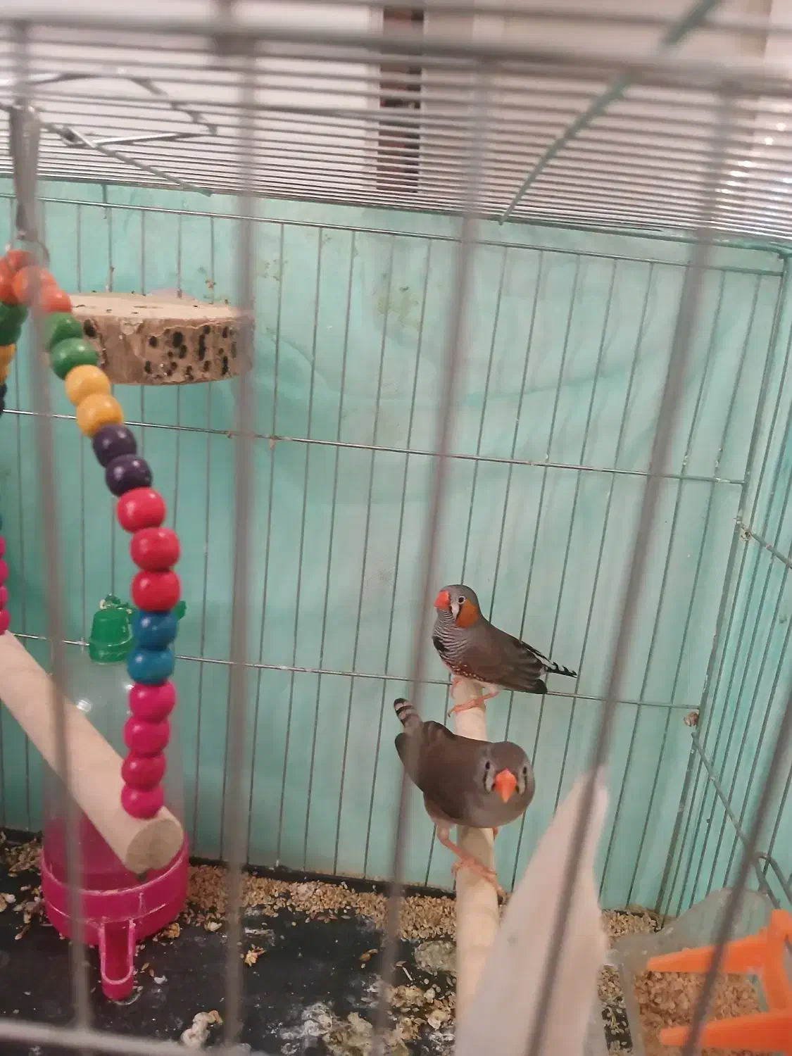 یک جفت فنج کینگ مولد|پرنده|تهران, سازمان برنامه جنوبی|دیوار