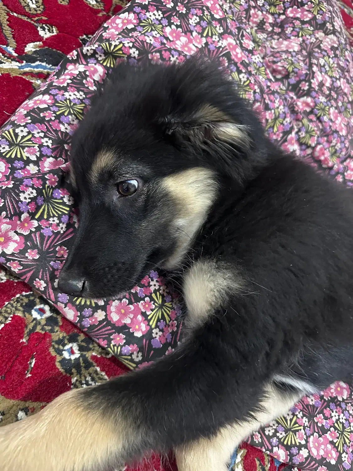 توله ژرمن ماده ۱۵ هفتگی|سگ|تبریز, |دیوار