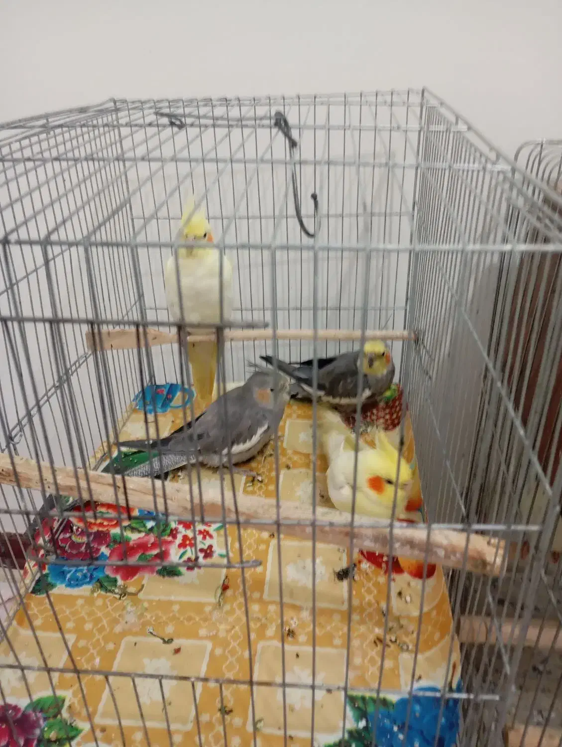 عروس هلندی|پرنده|بومهن, |دیوار