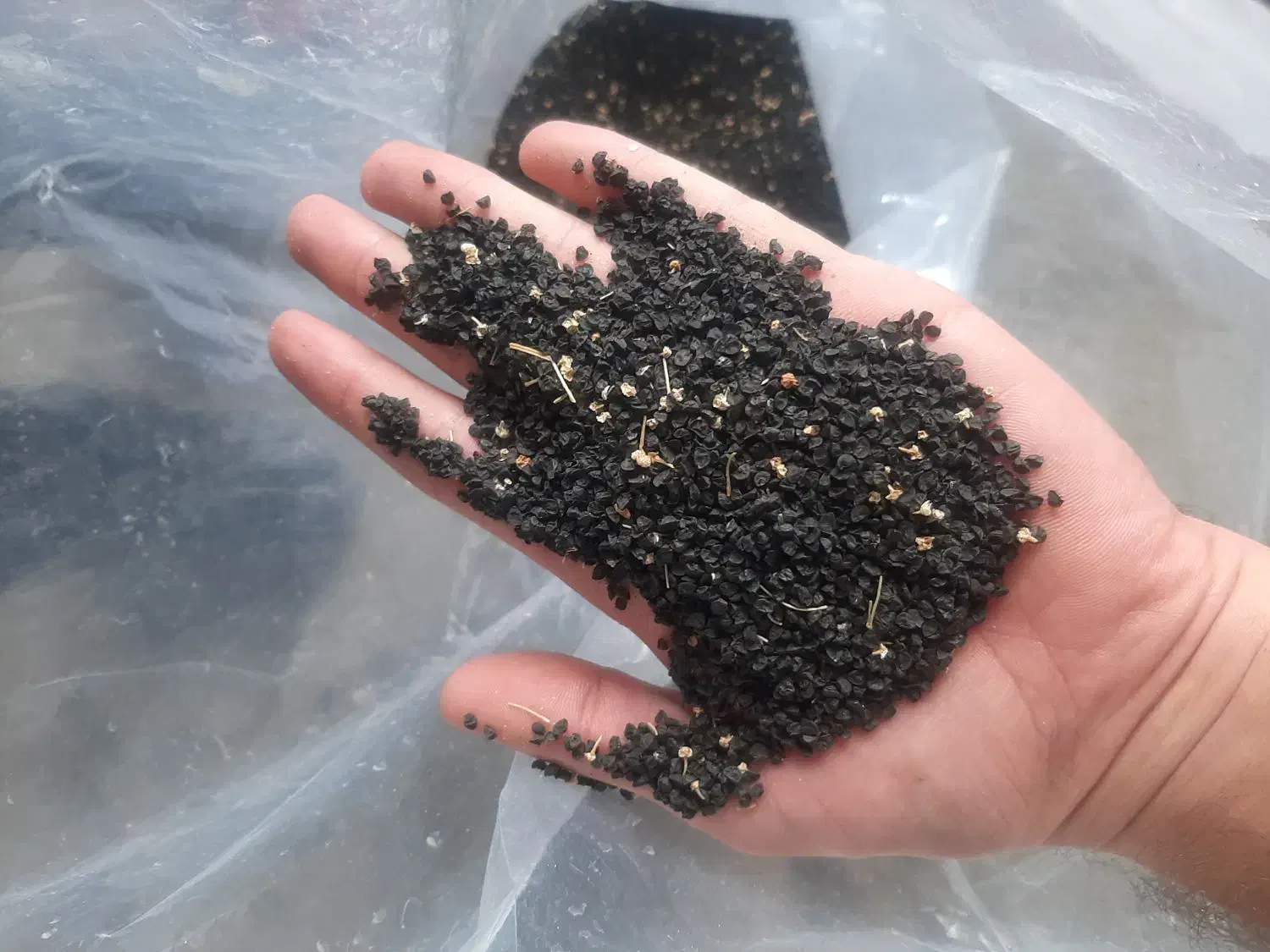 بذر پیاز قرمز|گل و گیاه طبیعی|نوشین شهر, |دیوار