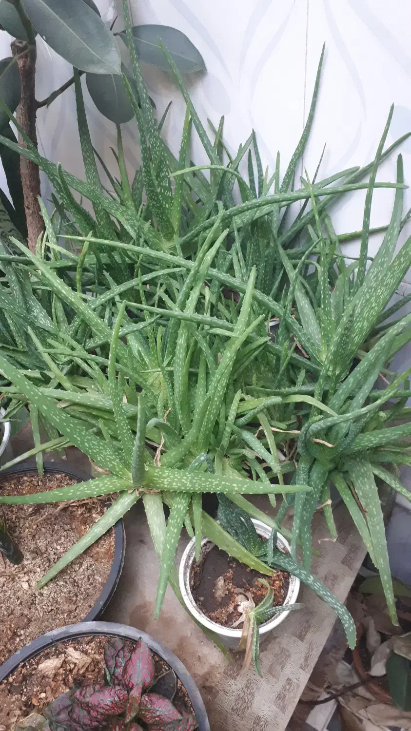 گل آلوورا|گل و گیاه طبیعی|بروجرد, |دیوار