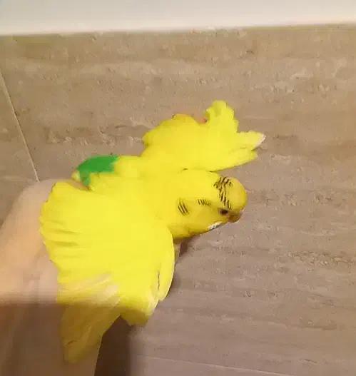 مرغ عشق|پرنده|پاکدشت, حصار امیر|دیوار