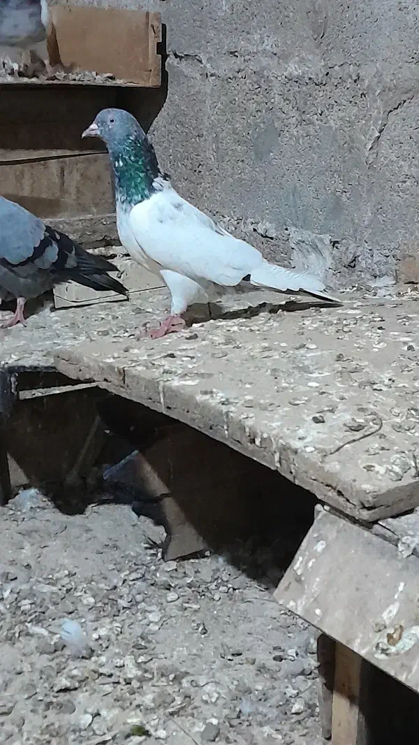 کبوتر|پرنده|شادگان, |دیوار