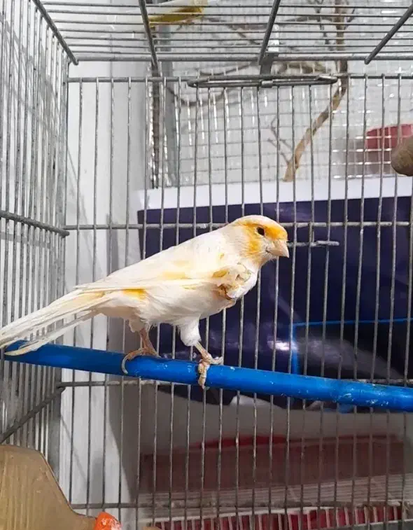 قناری موزاییکی خوشرنگ|پرنده|خواف, |دیوار