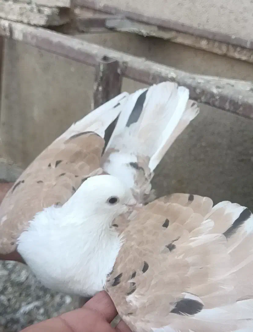 کلاغ کربلایی کله سفید خال زرد کاکل|پرنده|بردسکن, |دیوار