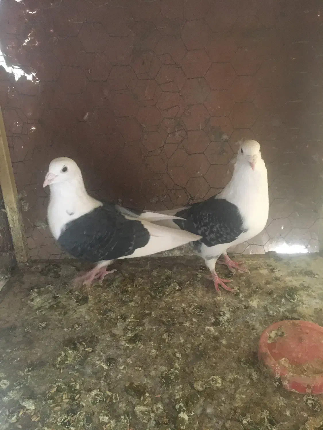 کفتر|پرنده|یزد, |دیوار