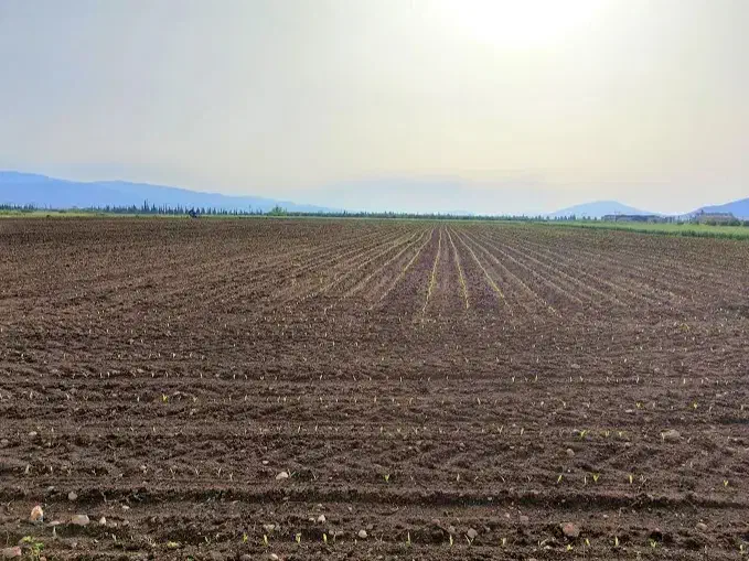 زمین کشاورزی سرطا|فروش دفتر صنعتی، کشاورزی، تجاری|رامهرمز, |دیوار