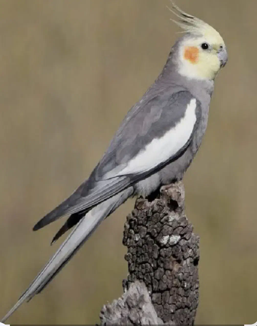 عروس هلندی سخن گو|پرنده|قیدار, |دیوار