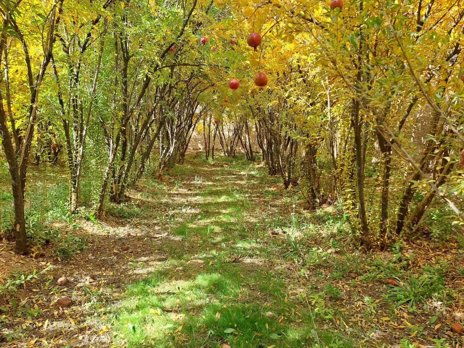 انار و اب انار رامشه|خوردنی و آشامیدنی|رامشه, |دیوار