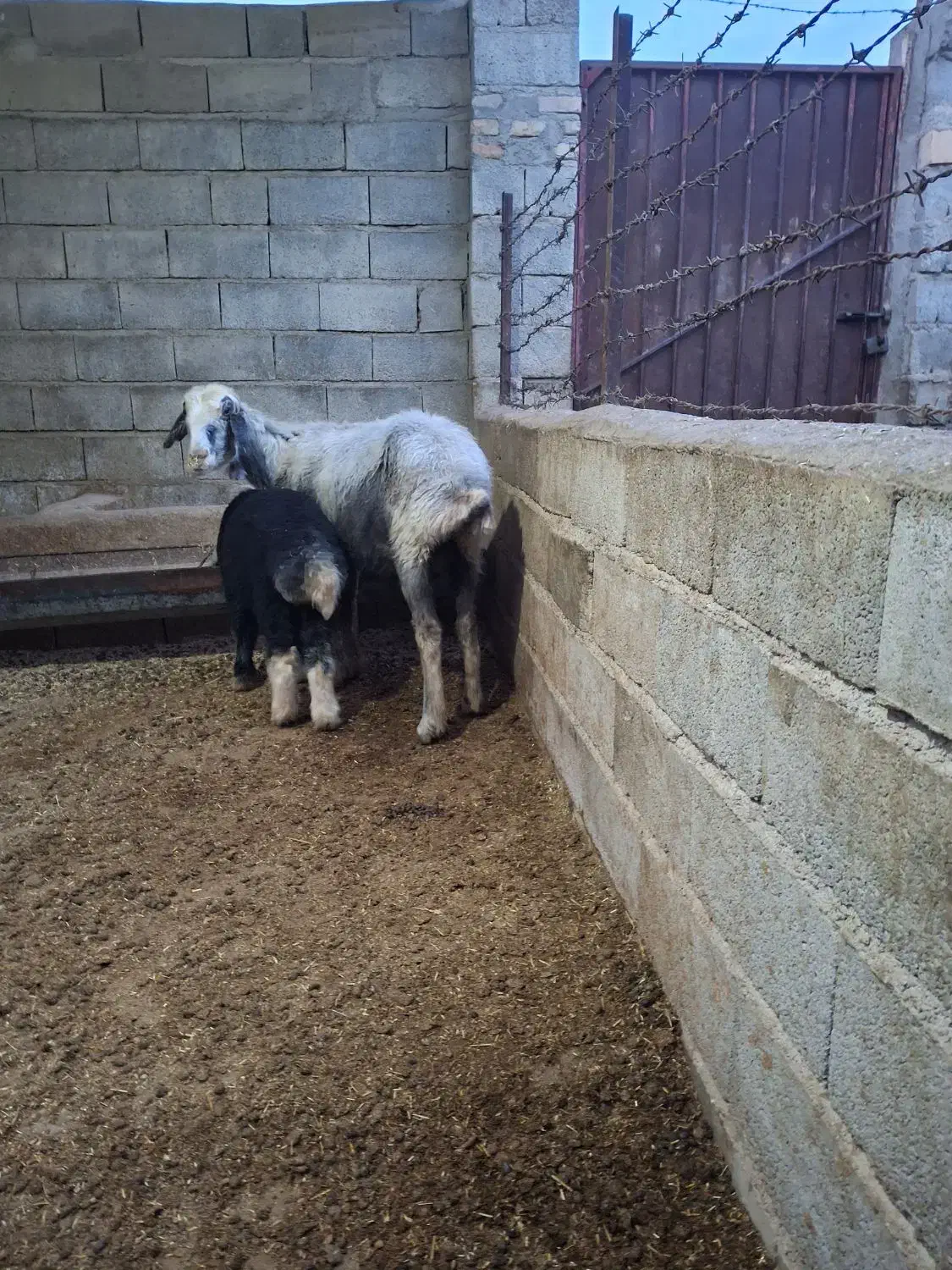 گوسفند جوان بره دار با بره نر|حیوانات مزرعه|گنبد کاووس, |دیوار