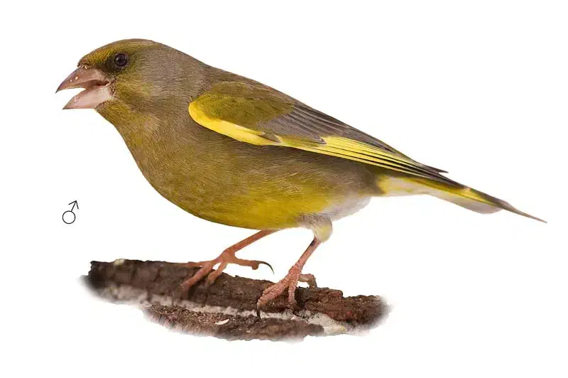 سهره چمنی|پرنده|سنندج, |دیوار