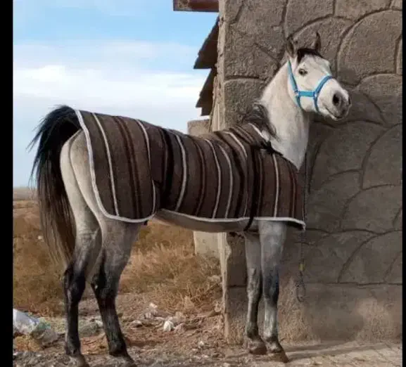 فروش اسب|اسب و تجهیزات اسبسواری|سیرجان, |دیوار