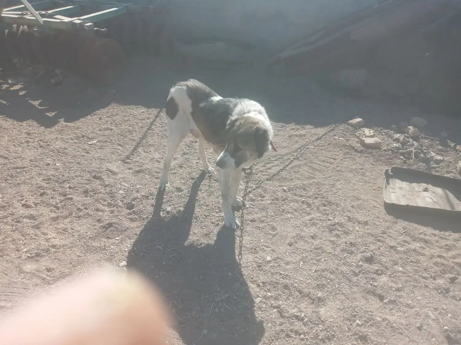 سگ سرابی|سگ|خوسف, |دیوار