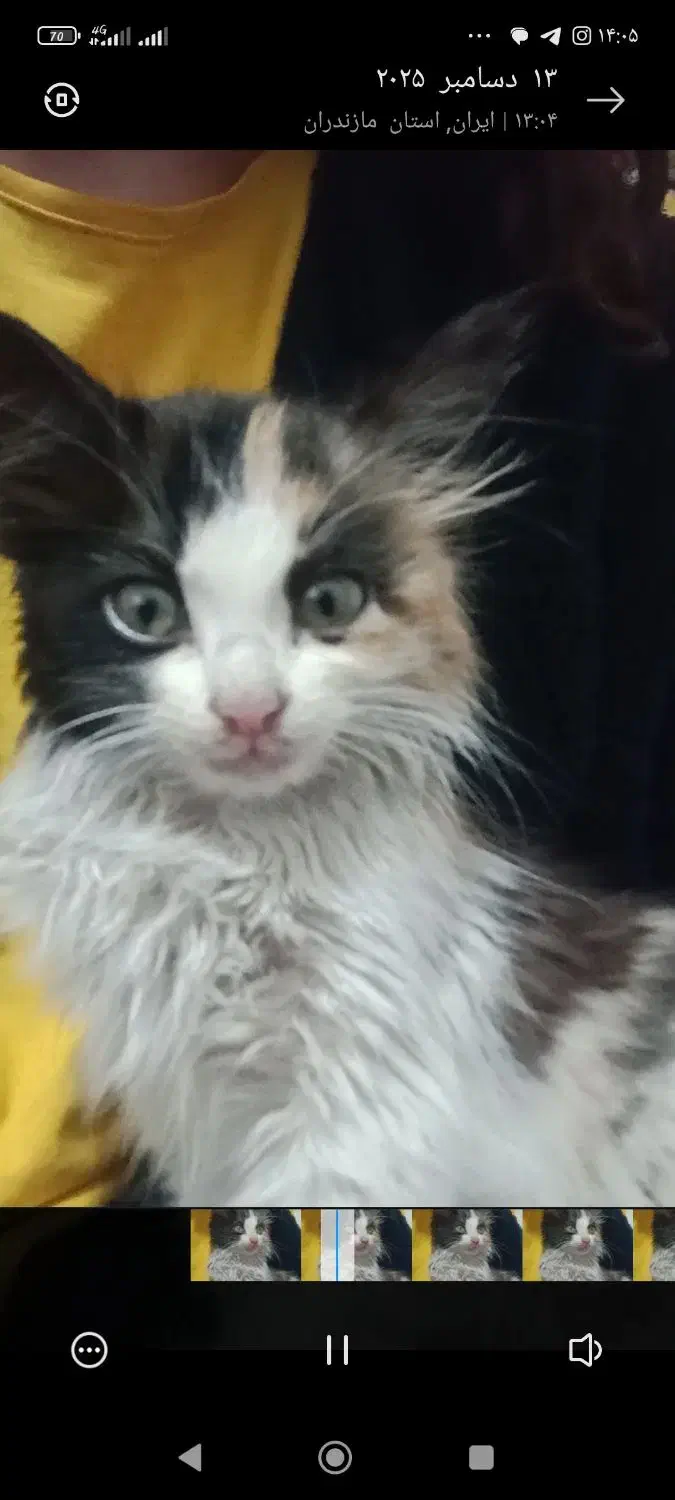 فروش بچه گربه نژاد پرشین|گربه|دالخانی, |دیوار