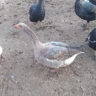 غاز|حیوانات مزرعه|آشخانه, |دیوار