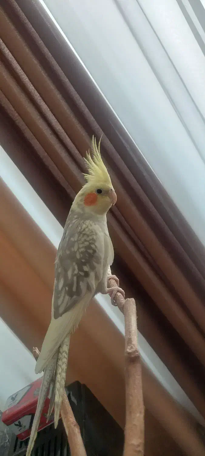 عروسی هلندی ماده ۷ ماهه|پرنده|کرج, مصباح|دیوار