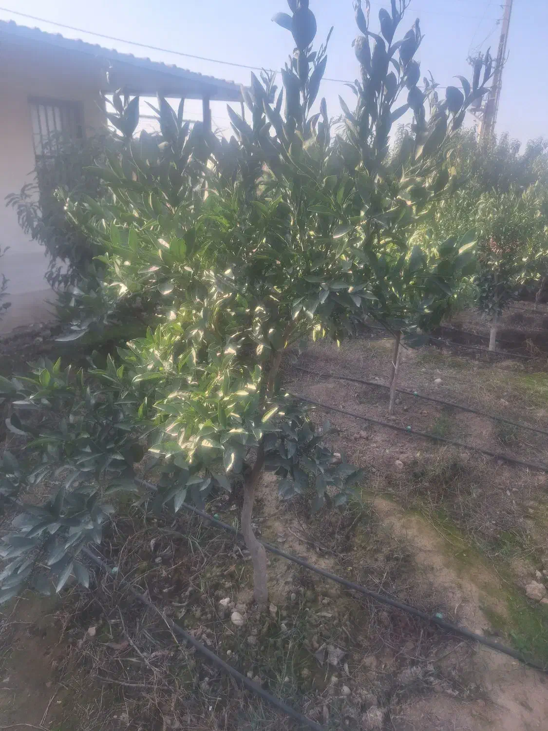 فروش|گل و گیاه طبیعی|نکا, |دیوار