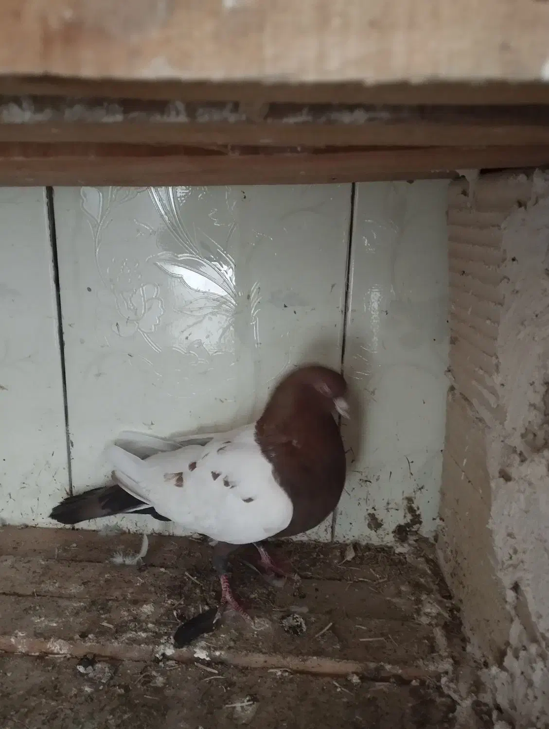 کبوتر .|پرنده|نهبندان, |دیوار