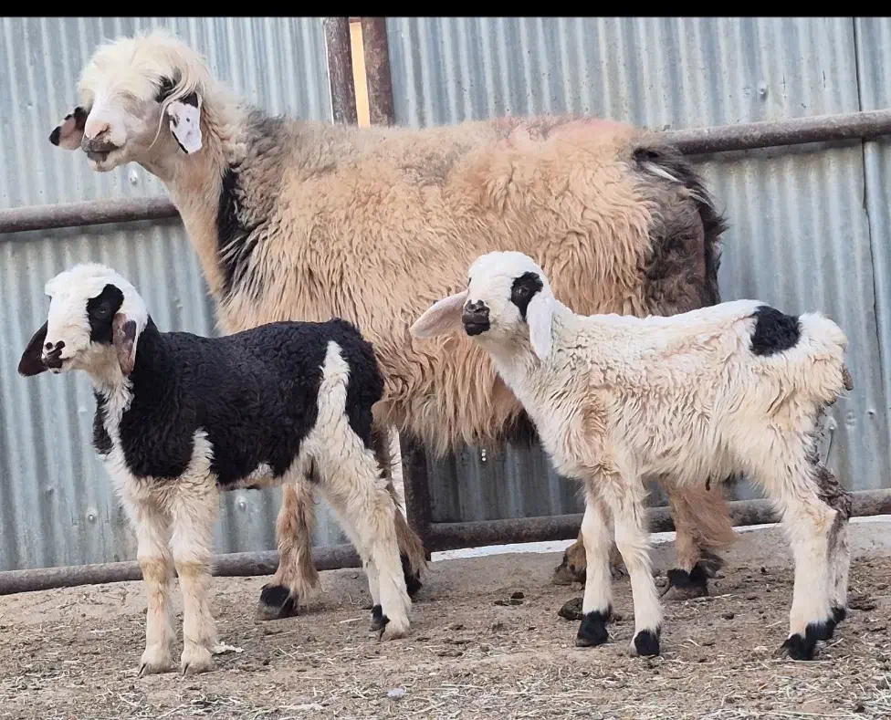 فروش دوراس شیشک بختیاری دوبره ای و یه بره ای|حیوانات مزرعه|طسوج, |دیوار