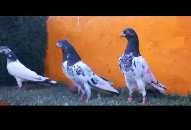 کبوتر کله دم سبز تیدی|پرنده|داران, |دیوار