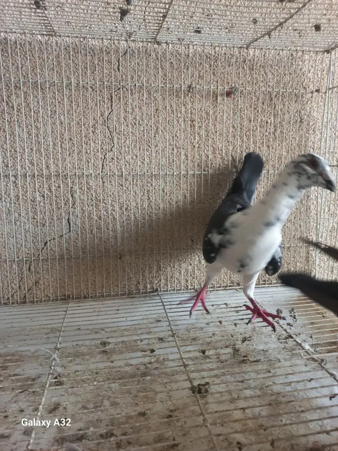 گوره سینه سفید|پرنده|وحدتیه, |دیوار