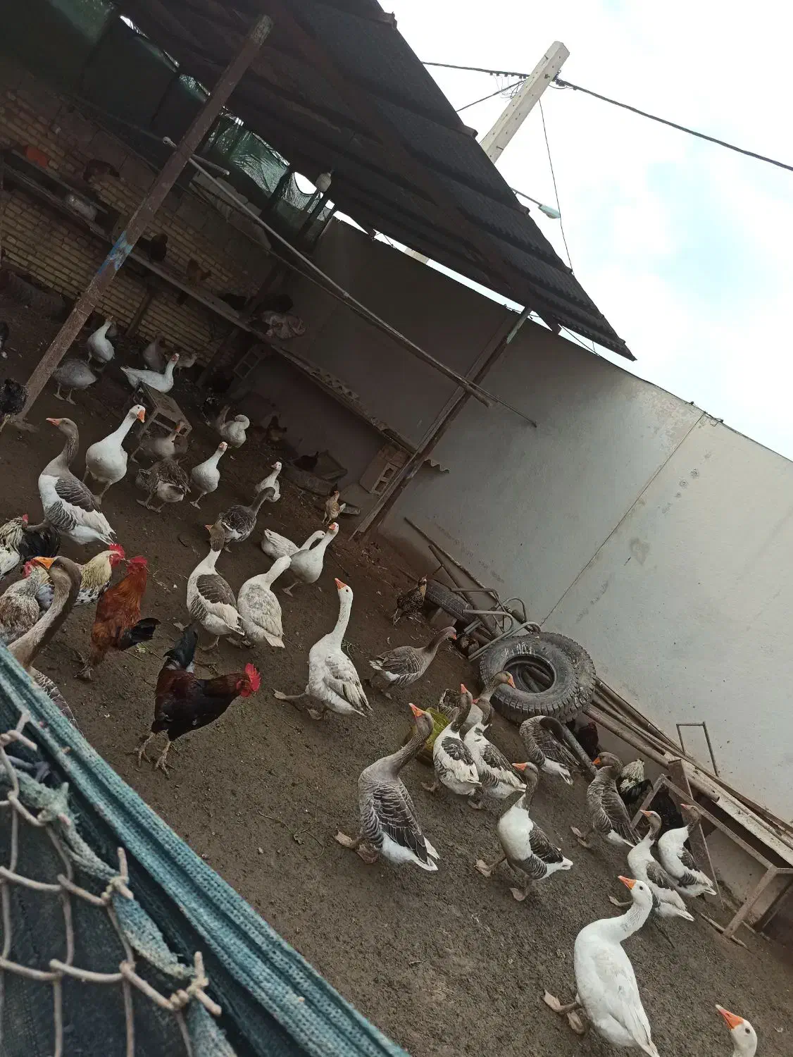 غاز|حیوانات مزرعه|آمل, |دیوار