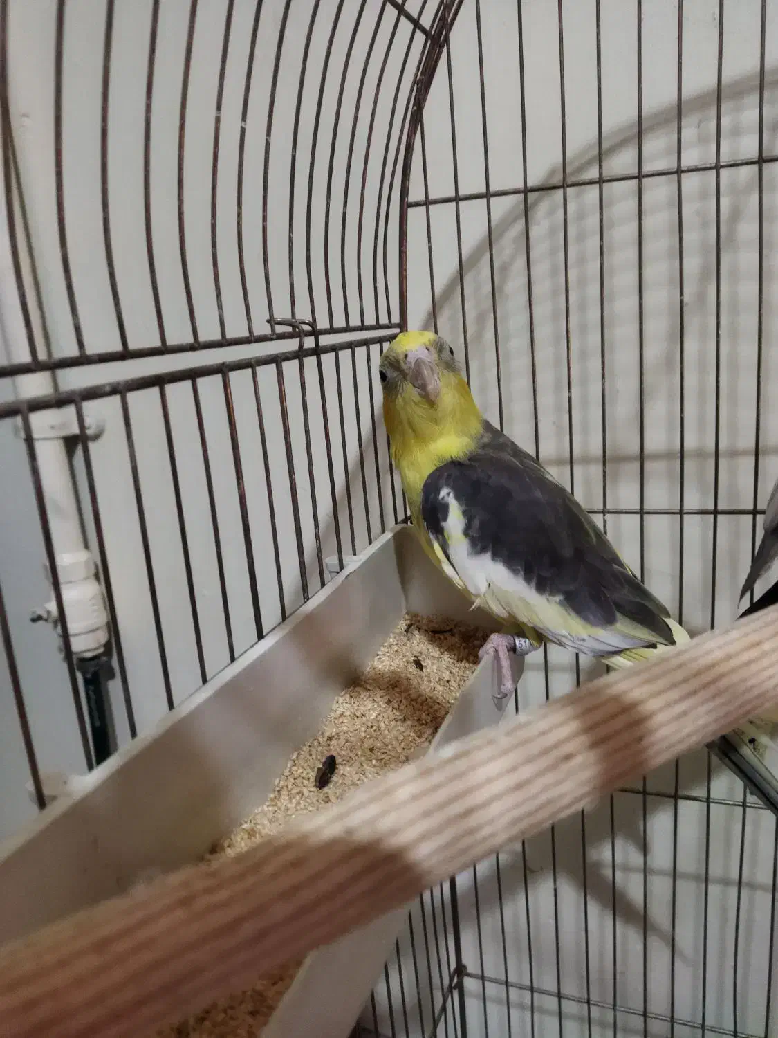 عروس هلندی|پرنده|شاهین‌شهر, شهرک سایت|دیوار