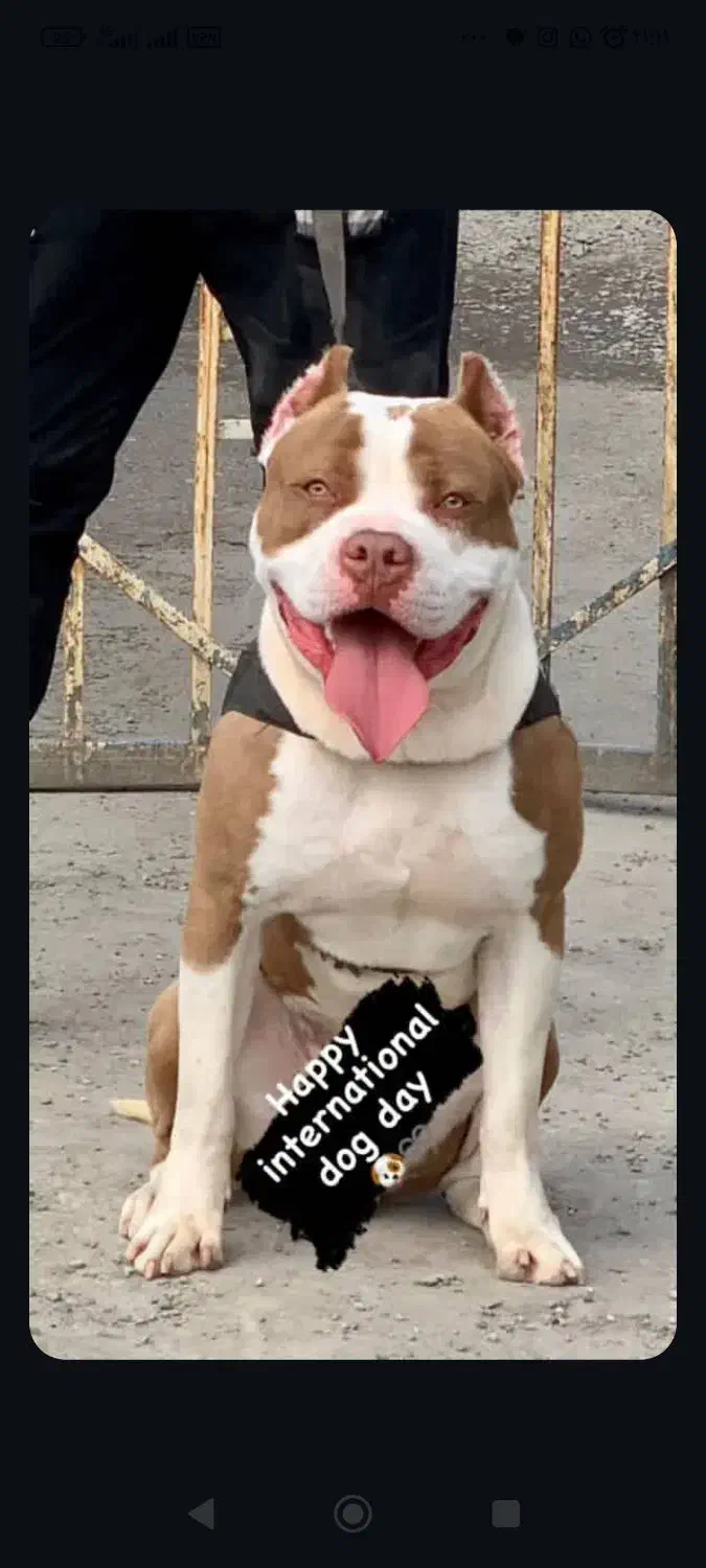 واگذاری پیتبول نراصیل|سگ|بابل, |دیوار