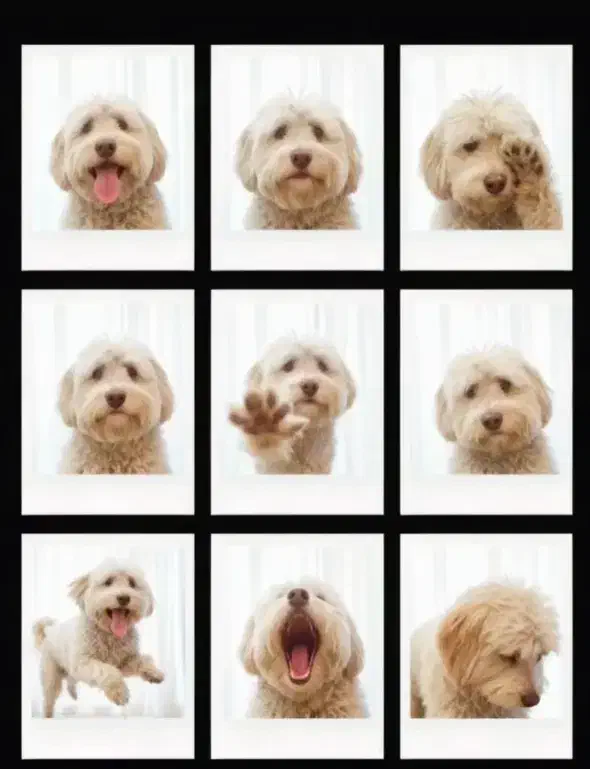 سگ‌ پاکوتاه|سگ|مشهد, سرافرازان|دیوار