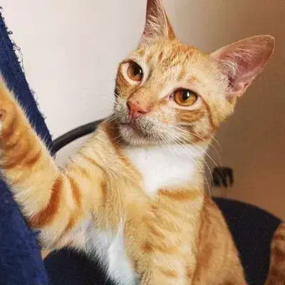 واگذاری گربه در رشت|گربه|رشت, معلولین|دیوار